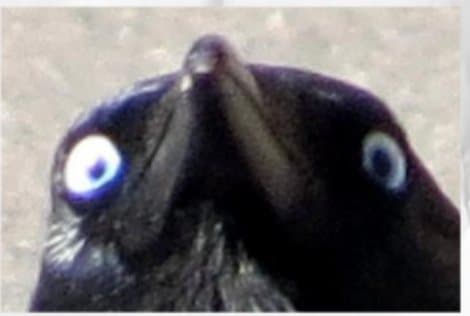 A crow staring directly into the camera with pale blue eyes
