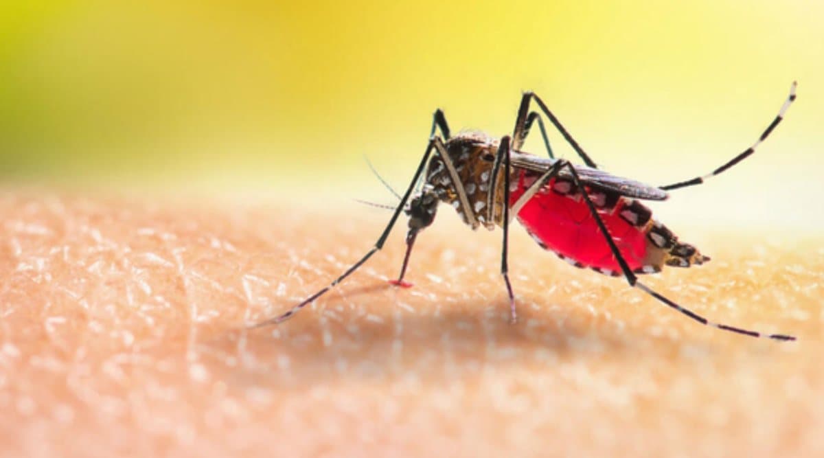A mosquito, swollen red with blood, biting skin
